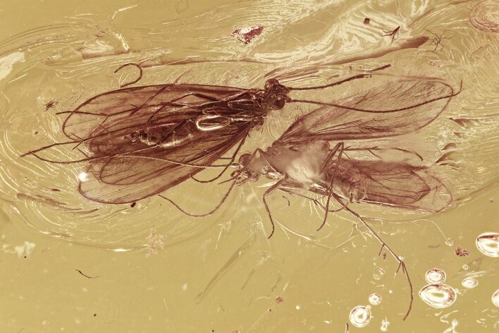 Two Fossil Caddisflies (Trichoptera) & Phoretic Mite In Baltic Amber #296953